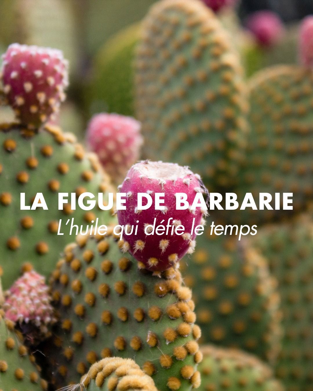 GEL NETTOYANT - BASE FIGUE DE BARBARIE ET LOUBANE